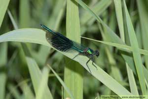 Blåbandad jungfruslända, Calopteryx splendens